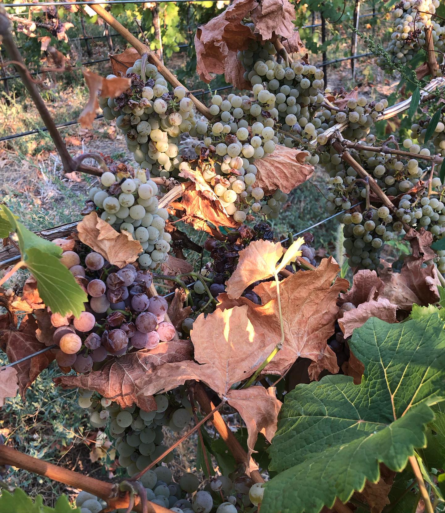 2023-wine-year-in-review-5